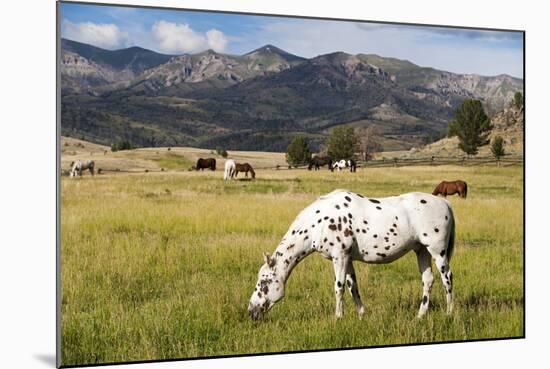 Horses Grazing at Bitterroot Ranch, Dubois, Wyoming, Usa-John Warburton-lee-Mounted Photographic Print