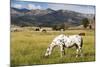 Horses Grazing at Bitterroot Ranch, Dubois, Wyoming, Usa-John Warburton-lee-Mounted Photographic Print