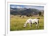 Horses Grazing at Bitterroot Ranch, Dubois, Wyoming, Usa-John Warburton-lee-Framed Photographic Print