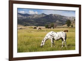 Horses Grazing at Bitterroot Ranch, Dubois, Wyoming, Usa-John Warburton-lee-Framed Photographic Print