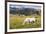 Horses Grazing at Bitterroot Ranch, Dubois, Wyoming, Usa-John Warburton-lee-Framed Photographic Print