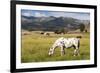 Horses Grazing at Bitterroot Ranch, Dubois, Wyoming, Usa-John Warburton-lee-Framed Photographic Print