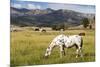 Horses Grazing at Bitterroot Ranch, Dubois, Wyoming, Usa-John Warburton-lee-Mounted Photographic Print