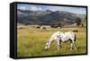 Horses Grazing at Bitterroot Ranch, Dubois, Wyoming, Usa-John Warburton-lee-Framed Stretched Canvas