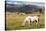 Horses Grazing at Bitterroot Ranch, Dubois, Wyoming, Usa-John Warburton-lee-Stretched Canvas