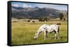 Horses Grazing at Bitterroot Ranch, Dubois, Wyoming, Usa-John Warburton-lee-Framed Stretched Canvas