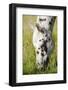 Horses Grazing at Bitterroot Ranch, Dubois, Wyoming, Usa-John Warburton-lee-Framed Photographic Print