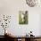 Horses Grazing at Bitterroot Ranch, Dubois, Wyoming, Usa-John Warburton-lee-Photographic Print displayed on a wall