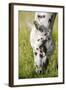 Horses Grazing at Bitterroot Ranch, Dubois, Wyoming, Usa-John Warburton-lee-Framed Photographic Print