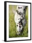 Horses Grazing at Bitterroot Ranch, Dubois, Wyoming, Usa-John Warburton-lee-Framed Photographic Print