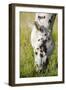 Horses Grazing at Bitterroot Ranch, Dubois, Wyoming, Usa-John Warburton-lee-Framed Photographic Print