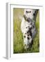 Horses Grazing at Bitterroot Ranch, Dubois, Wyoming, Usa-John Warburton-lee-Framed Photographic Print