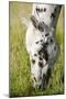 Horses Grazing at Bitterroot Ranch, Dubois, Wyoming, Usa-John Warburton-lee-Mounted Photographic Print