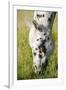 Horses Grazing at Bitterroot Ranch, Dubois, Wyoming, Usa-John Warburton-lee-Framed Photographic Print