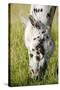 Horses Grazing at Bitterroot Ranch, Dubois, Wyoming, Usa-John Warburton-lee-Stretched Canvas