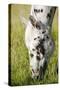 Horses Grazing at Bitterroot Ranch, Dubois, Wyoming, Usa-John Warburton-lee-Stretched Canvas