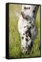 Horses Grazing at Bitterroot Ranch, Dubois, Wyoming, Usa-John Warburton-lee-Framed Stretched Canvas