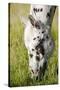 Horses Grazing at Bitterroot Ranch, Dubois, Wyoming, Usa-John Warburton-lee-Stretched Canvas