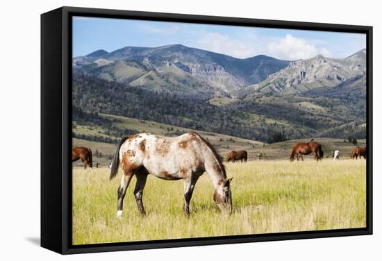 Horses Grazing at Bitterroot Ranch, Dubois, Wyoming, Usa-John Warburton-lee-Framed Stretched Canvas