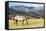 Horses Grazing at Bitterroot Ranch, Dubois, Wyoming, Usa-John Warburton-lee-Framed Stretched Canvas