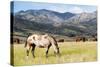 Horses Grazing at Bitterroot Ranch, Dubois, Wyoming, Usa-John Warburton-lee-Stretched Canvas