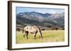 Horses Grazing at Bitterroot Ranch, Dubois, Wyoming, Usa-John Warburton-lee-Framed Photographic Print