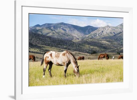 Horses Grazing at Bitterroot Ranch, Dubois, Wyoming, Usa-John Warburton-lee-Framed Photographic Print