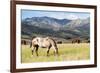 Horses Grazing at Bitterroot Ranch, Dubois, Wyoming, Usa-John Warburton-lee-Framed Photographic Print