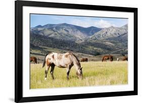 Horses Grazing at Bitterroot Ranch, Dubois, Wyoming, Usa-John Warburton-lee-Framed Photographic Print