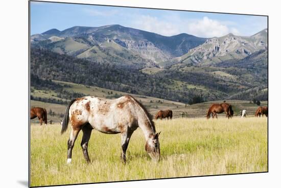 Horses Grazing at Bitterroot Ranch, Dubois, Wyoming, Usa-John Warburton-lee-Mounted Photographic Print