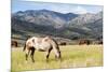 Horses Grazing at Bitterroot Ranch, Dubois, Wyoming, Usa-John Warburton-lee-Mounted Photographic Print