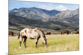 Horses Grazing at Bitterroot Ranch, Dubois, Wyoming, Usa-John Warburton-lee-Mounted Photographic Print