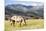 Horses Grazing at Bitterroot Ranch, Dubois, Wyoming, Usa-John Warburton-lee-Mounted Photographic Print