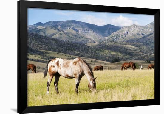 Horses Grazing at Bitterroot Ranch, Dubois, Wyoming, Usa-John Warburton-lee-Framed Photographic Print