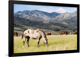 Horses Grazing at Bitterroot Ranch, Dubois, Wyoming, Usa-John Warburton-lee-Framed Photographic Print