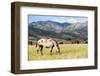 Horses Grazing at Bitterroot Ranch, Dubois, Wyoming, Usa-John Warburton-lee-Framed Photographic Print