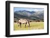 Horses Grazing at Bitterroot Ranch, Dubois, Wyoming, Usa-John Warburton-lee-Framed Photographic Print