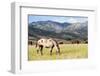 Horses Grazing at Bitterroot Ranch, Dubois, Wyoming, Usa-John Warburton-lee-Framed Photographic Print