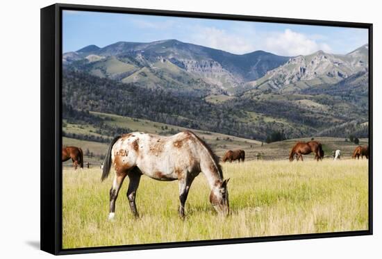 Horses Grazing at Bitterroot Ranch, Dubois, Wyoming, Usa-John Warburton-lee-Framed Stretched Canvas