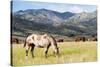 Horses Grazing at Bitterroot Ranch, Dubois, Wyoming, Usa-John Warburton-lee-Stretched Canvas