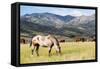 Horses Grazing at Bitterroot Ranch, Dubois, Wyoming, Usa-John Warburton-lee-Framed Stretched Canvas