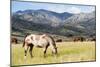 Horses Grazing at Bitterroot Ranch, Dubois, Wyoming, Usa-John Warburton-lee-Mounted Photographic Print