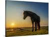 Horses Grazing at Sunset, Iceland-Ragnar Th Sigurdsson-Stretched Canvas