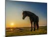 Horses Grazing at Sunset, Iceland-Ragnar Th Sigurdsson-Mounted Photographic Print