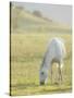 Horses Grazing before Sunset, Philmont Scout Ranch, Cimarron, New Mexico-Maresa Pryor-Stretched Canvas