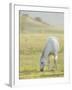 Horses Grazing before Sunset, Philmont Scout Ranch, Cimarron, New Mexico-Maresa Pryor-Framed Photographic Print