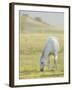 Horses Grazing before Sunset, Philmont Scout Ranch, Cimarron, New Mexico-Maresa Pryor-Framed Photographic Print