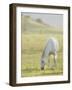 Horses Grazing before Sunset, Philmont Scout Ranch, Cimarron, New Mexico-Maresa Pryor-Framed Photographic Print