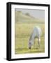 Horses Grazing before Sunset, Philmont Scout Ranch, Cimarron, New Mexico-Maresa Pryor-Framed Photographic Print