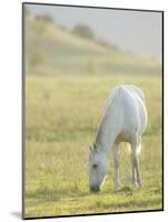 Horses Grazing before Sunset, Philmont Scout Ranch, Cimarron, New Mexico-Maresa Pryor-Mounted Photographic Print